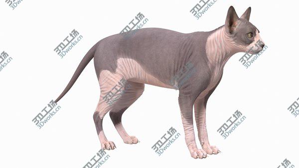 images/goods_img/20210312/3D Sphynx Cat with Heterochromia Rigged/2.jpg